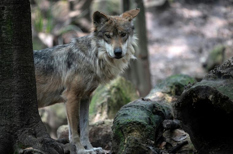 On the brink of extinction: Trump again seeks to remove protections for wolves