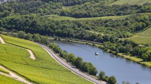 Viticulture. Au Luxembourg, le vignoble face au défi du réchauffement climatique