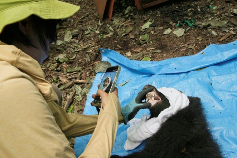 "Vivre ensemble": Dans les montagnes japonaises, une autre manière de gérer les ours
