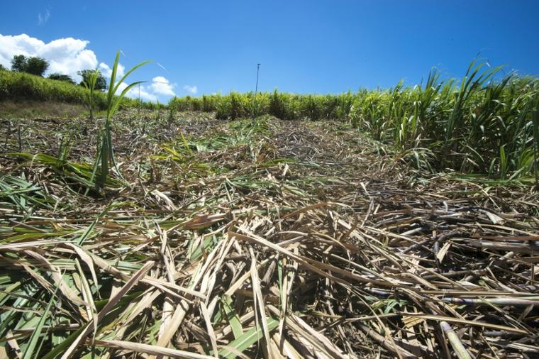 Guadeloupe: La sécheresse met en péril la future récolte de canne à sucre