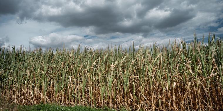 Landwirtschaft Gëschter - 17h34 Bauer hätt säi Beschtméiglecht gemaach: Landwirtschaftskammer begréisst nei Hëllefen play_arrow 2 min 3 min