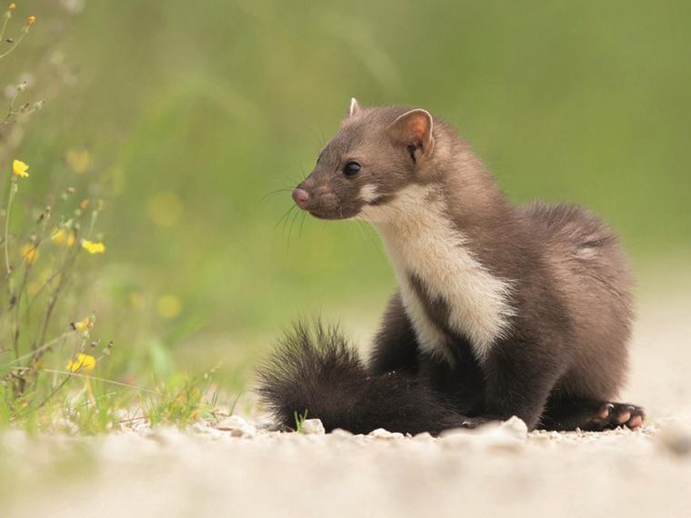 Steinmarder (Martes foina): Ein vielseitiger Bewohner von Wald und Siedlung