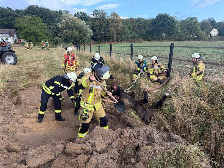 Back on her hooves: Firefighters rescue 29-year-old 'Sally' from ditch