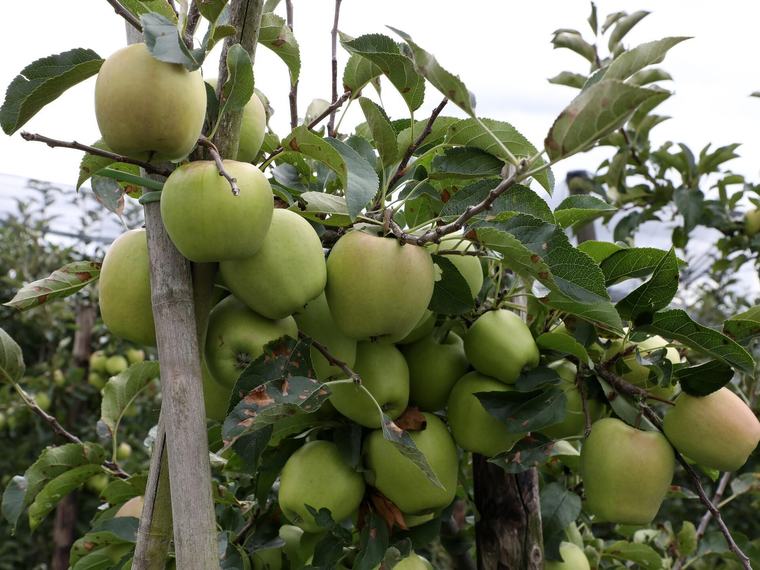Einwohner können Obstbäume für das eigene Grundstück bestellen