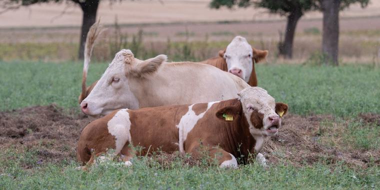 Landwirtschaft Gëschter - 16h58 ALVA confirméiert: De Shamonda-Virus ass och op Bauerenhäff zu Lëtzebuerg ukomm play_arrow 2 min 3 min